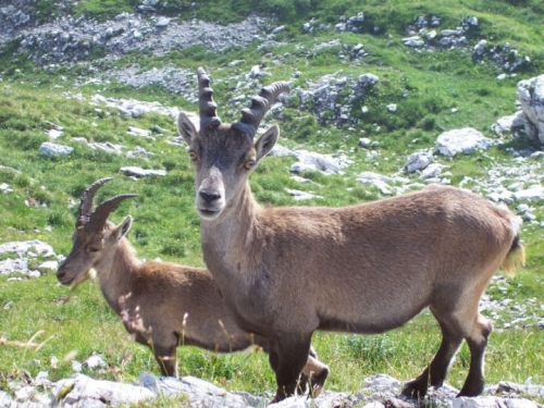 Progetto Interreg IV Hareia sui terremoti alpini