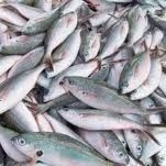 Consumi: nel 2013 crolla pesce in tavola, -20%