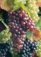 Vino: è la vendemmia più scarsa dal 1950, 41 mln di hl