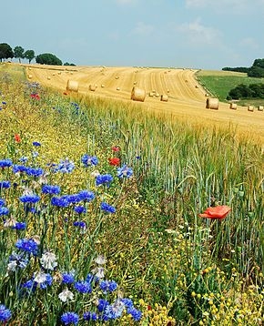 L’agricoltura europea deve ripartire dai giovani