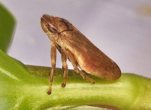 Salute delle piante: approvate misure UE contro la  Xylella fastidiosa