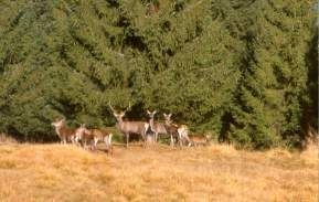 Foreste d’Italia, foreste d’Europa