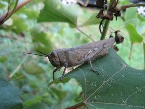 Caldo: è allarme cavallette in Italia come in Africa