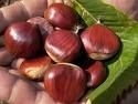 Castagne italiane a rischio scomparsa causa parassita