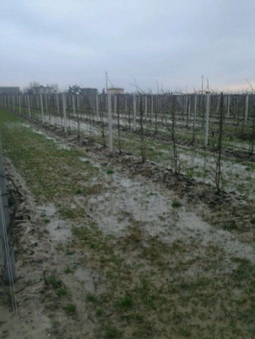 Maltempo: grandine sulle vigne e verdure sott’acqua