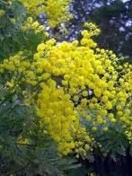 Mimose fiorite con un mese di anticipo, ma freddo in arrivo