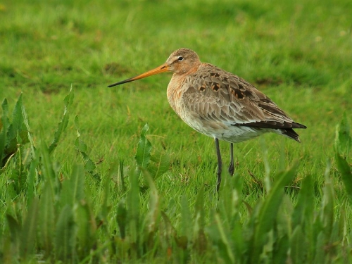 Lo stato della natura in Europa