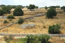 Terreni demaniali a giovani agricoltori: passo per ricambio