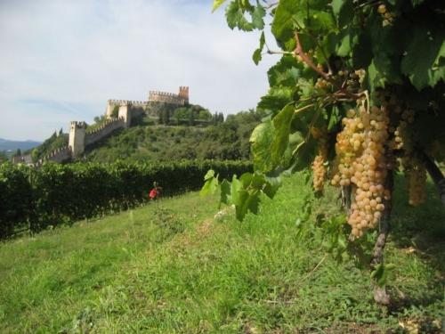 Verona Wine Top apre stagione riconoscimenti per il Soave