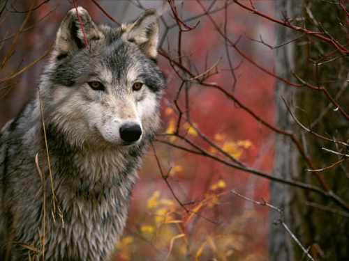 Specie rare e nobili della natura tornano sulle Dolomiti