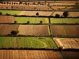 Pil: Coldiretti, solo agricoltura cresce e traina ripresa