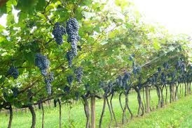 13 mil. alle imprese venete per la riconversione dei vigneti