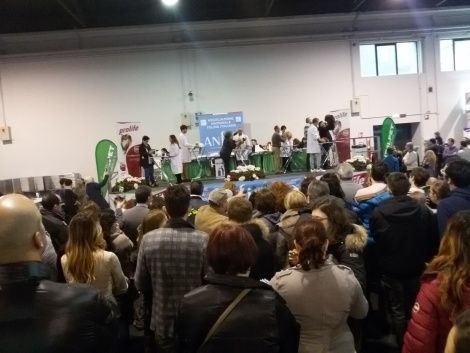 E' fiorentino il gatto best of best all’Expo felina di Padova