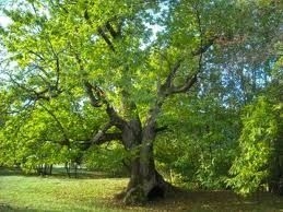 L’albero ritorna al suo posto