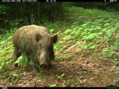 Cresce la fauna animale nelle aree radioattive di Fukushima