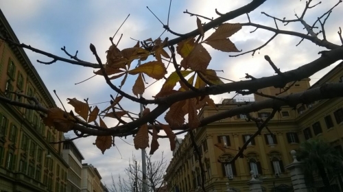 Il gelo cala su natura già scovolta da minime più alte della media