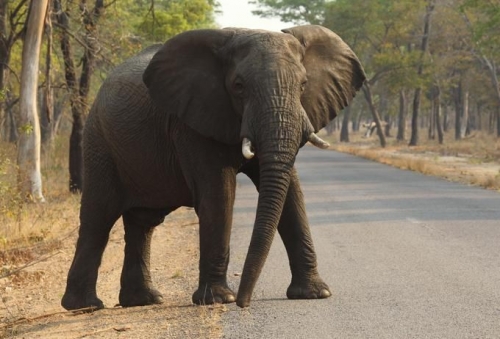 Grave siccità nello Zimbabwe: a rischio la fauna selvatica