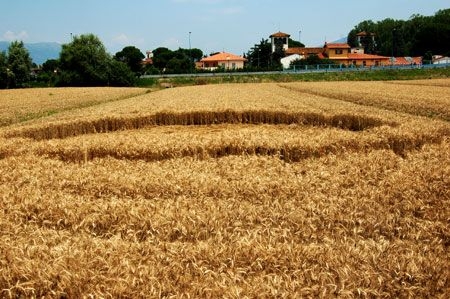 Inflazione, Confagricoltura:l’unico argine al carovita viene dai campi.