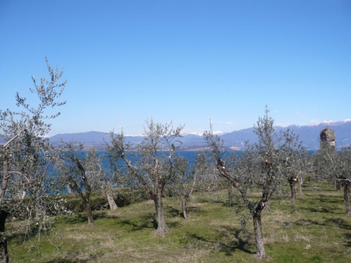 Olio: Arriva quello di Catullo