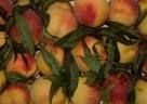 Crisi frutta, arrivano gli interventi Ue per le pesche