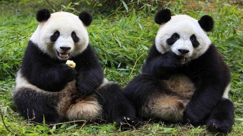Più panda, ma meno tutela per l’ambiente naturale italiano