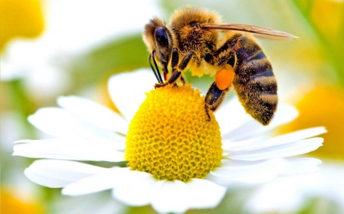 PE: la tutela delle api, essenziale per l’ambiente selvatico