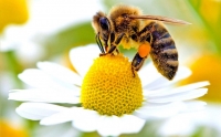 immagine: PE: la tutela delle api, essenziale per l’ambiente selvatico