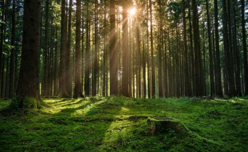 All’esame del Parlamento Ue un regolamento per le foreste