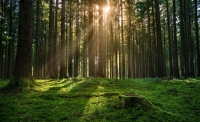 immagine: All’esame del Parlamento Ue un regolamento per le foreste