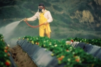 immagine: La continua esposizione ai pesticidi sarebbe tra le cause della SLA