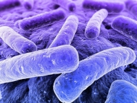 immagine: Contro l'Alzheimer uno studio sulla flora batterica intestinale