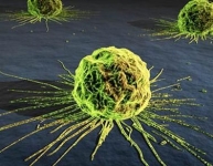 immagine: Lotta al cancro: è nata la rete oncologica veneta