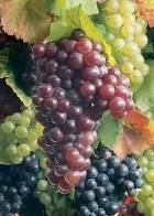 Nuove regole per gli impianti viticoli: minaccia ai vini italiani?