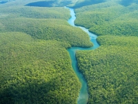 immagine: Allarme clima: la foresta amazzonica è malata