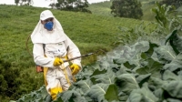 immagine: Sul mercato europeo approdano pesticidi ad alto rischio?