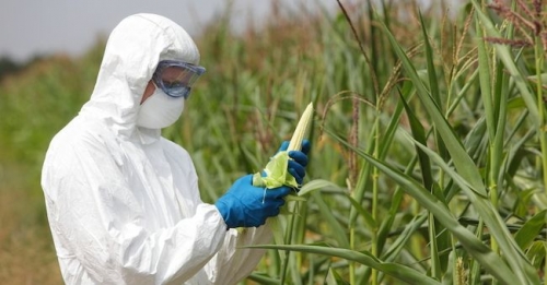 La coltivazione di 5 OGM respinta dal Parlamento europeo