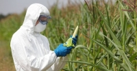 immagine: La coltivazione di 5 OGM respinta dal Parlamento europeo